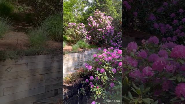 RHODODENDRON PARADISE IN SAPPHIRE смотреть онлайн