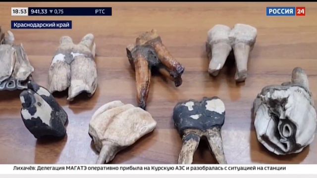 Россия 24. На таможне пресекли попытку вывезти челюсть вымершего носорога