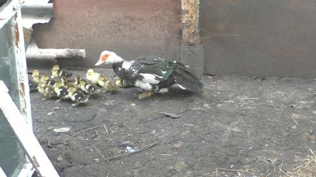 Мускусные утки уход и содержание смотреть онлайн