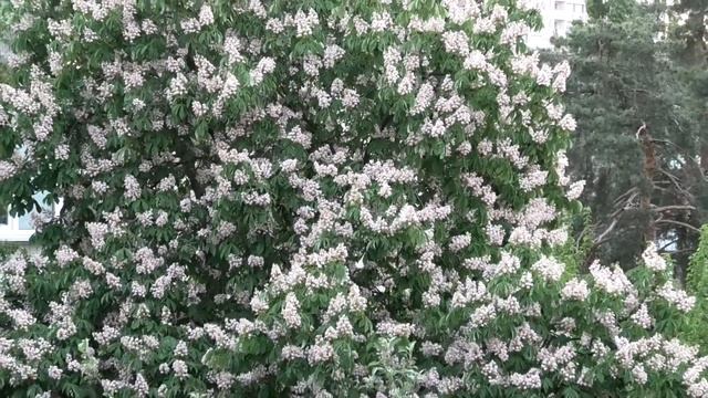 48x. Panasonic HC-V800 zoom. смотреть онлайн