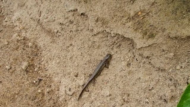 Сибирский углозуб в Печоре. смотреть онлайн