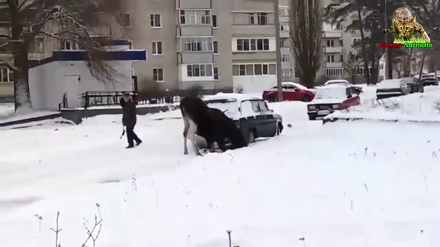 Лось токсикоман прется от выхлопных газов. смотреть онлайн