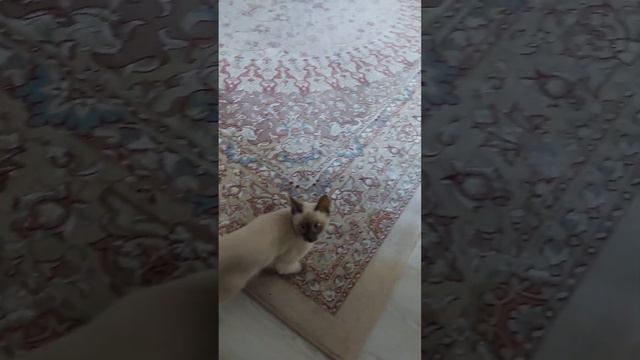 кот Муха который много любит как........ть))) смотреть онлайн