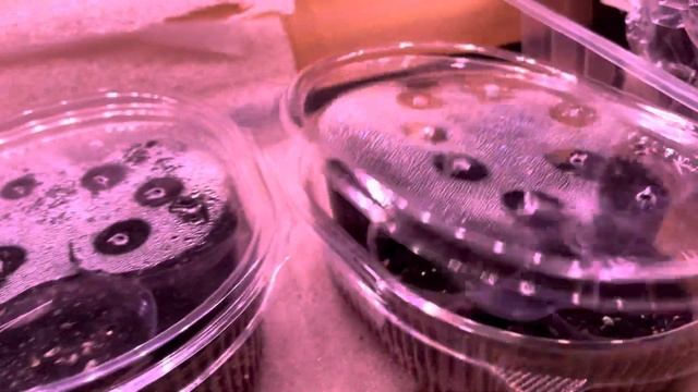 Эустома 21 ноября 23 год , обзор всходов .