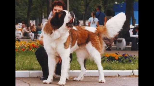 САМЫЕ БОЛЬШИЕ СОБАКИ В МИРЕ / ТОП 10 ОГРОМНЫХ ПОРОД смотреть онлайн