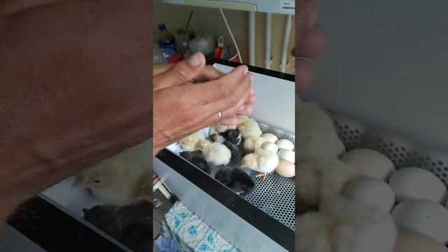 Петух или курица?! смотреть онлайн