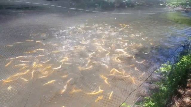 форель, Рыбалка, рыба, осетр, озеро, пруд, смотреть онлайн