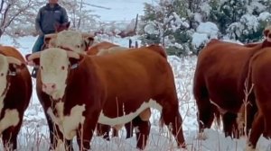 Быки Герефорды. Быки как бизнес. Откорм Бычков. МЭЦ.