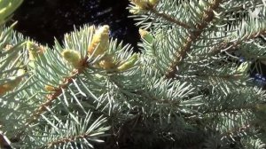 Жемчужины радости...