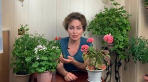 Плющелистная Пеларгония секреты и особенности ухода.
