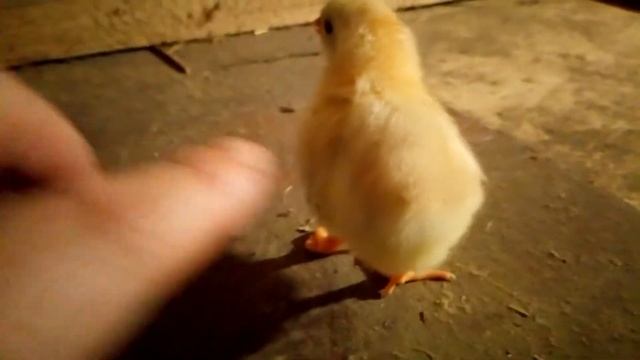 Мутант!!! , у цыплёнка 6 пальцев смотреть онлайн