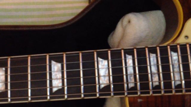 chibson gibson china- vale apena? смотреть онлайн