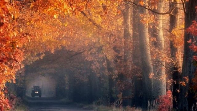 Авторский ролик Виталия Тищенко. Самые красивые тоннели из растений