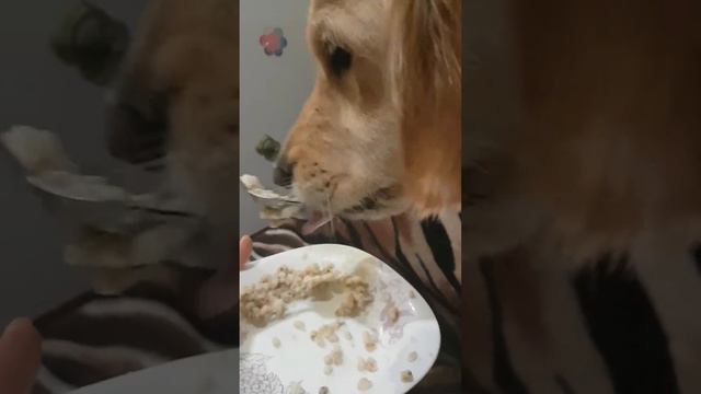 Накормить Золотистого ретривера! смотреть онлайн