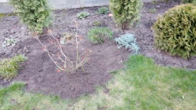 Оригинальные розы Дэвида Остина. Весенняя пересадка. смотреть онлайн