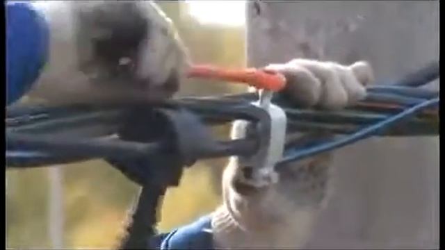 Монтаж провода СИП с помощью ответвительных зажимов P71, P72 смотреть онлайн