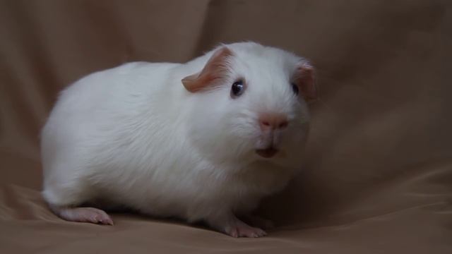 Детёныш морской свинки (белый темноглазый сатиновый) смотреть онлайн