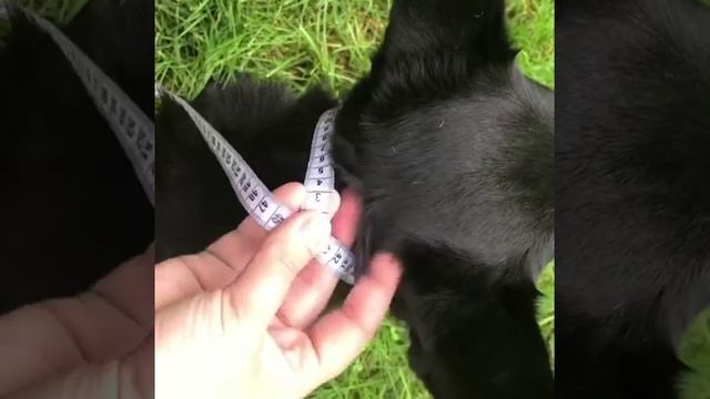 Как правильно снять мерки? смотреть онлайн