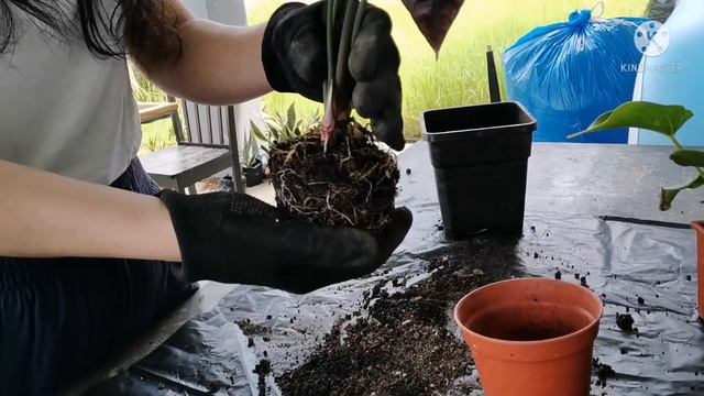 FICUS ELASTICA AND ALOCASIA PROPAGATING смотреть онлайн