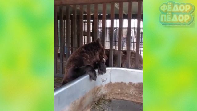 СМЕШНАЯ ПОДБОРКА ВИДЕО С ЖИВОТНЫМИ 😄🐶 10 минут смеха & Funny Animals Compilation (#16) смотреть онлайн