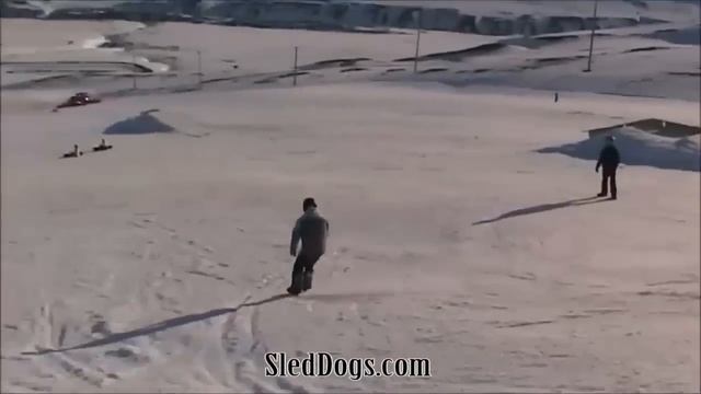 Sled Dogs Snowskates - New sport on the slopes! смотреть онлайн