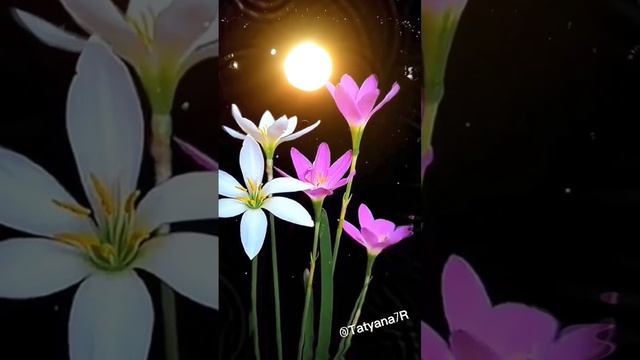 Добрый вечер! Доброй ночи! (музыкальная открытка) Demis Roussos - Forever And Ever смотреть онлайн