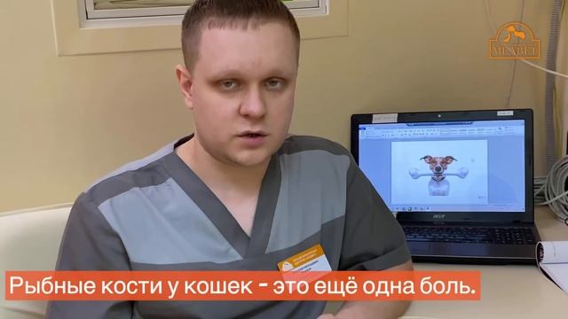 Можно ли давать кости собакам и кошкам? // Комаров Н. Е. смотреть онлайн