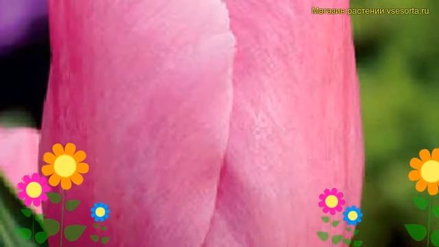 Тюльпан триумф Холанд Бьюти. Краткий обзор, описание характеристик Holland beauty смотреть онлайн
