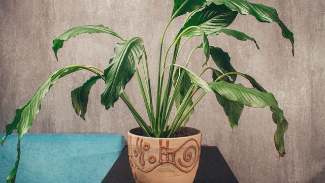 Цветок после полива через 2,5 часа I Таймлапс смотреть онлайн