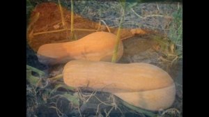 Обзор сорта тыквы "Гитара" (характеристики, свойства, фото)