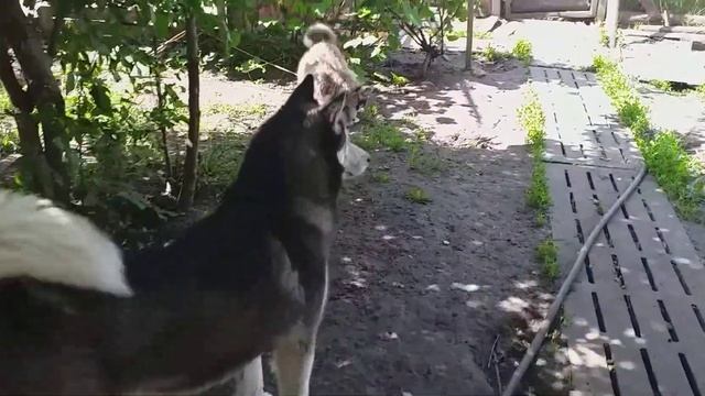 Хаски, Акита и Овчарка. смотреть онлайн