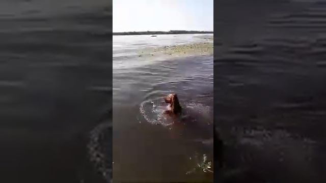 2 июля все мирный день 🐕 смотреть онлайн
