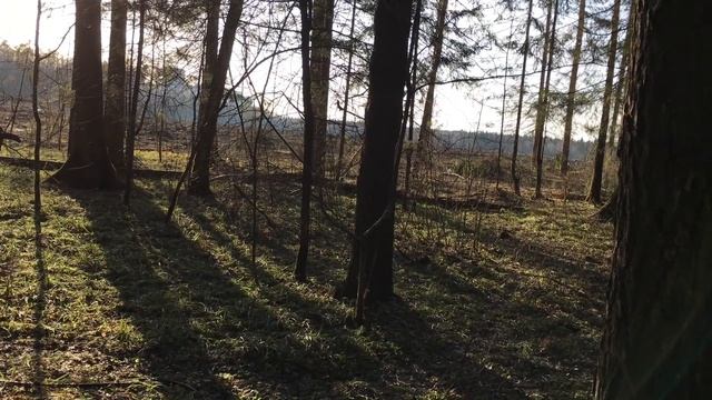 Прогулка по Подушкинскому лесу в Трехгорке смотреть онлайн