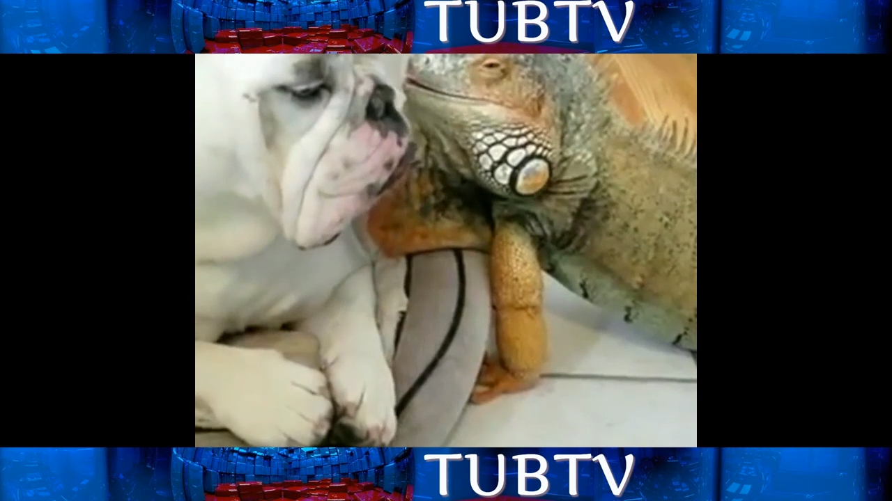 ЛУЧШИЕ ПРИКОЛЫ С ЖИВОТНЫМИ. МЕГА - ПОЗИТИВ. ЛУЧШАЯ ПОДБОРКА. АВГУСТ, смотреть онлайн