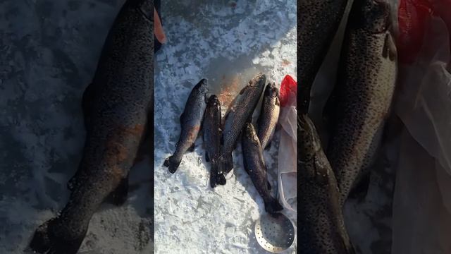 Ворошиловские озёра зима 2019 форель смотреть онлайн