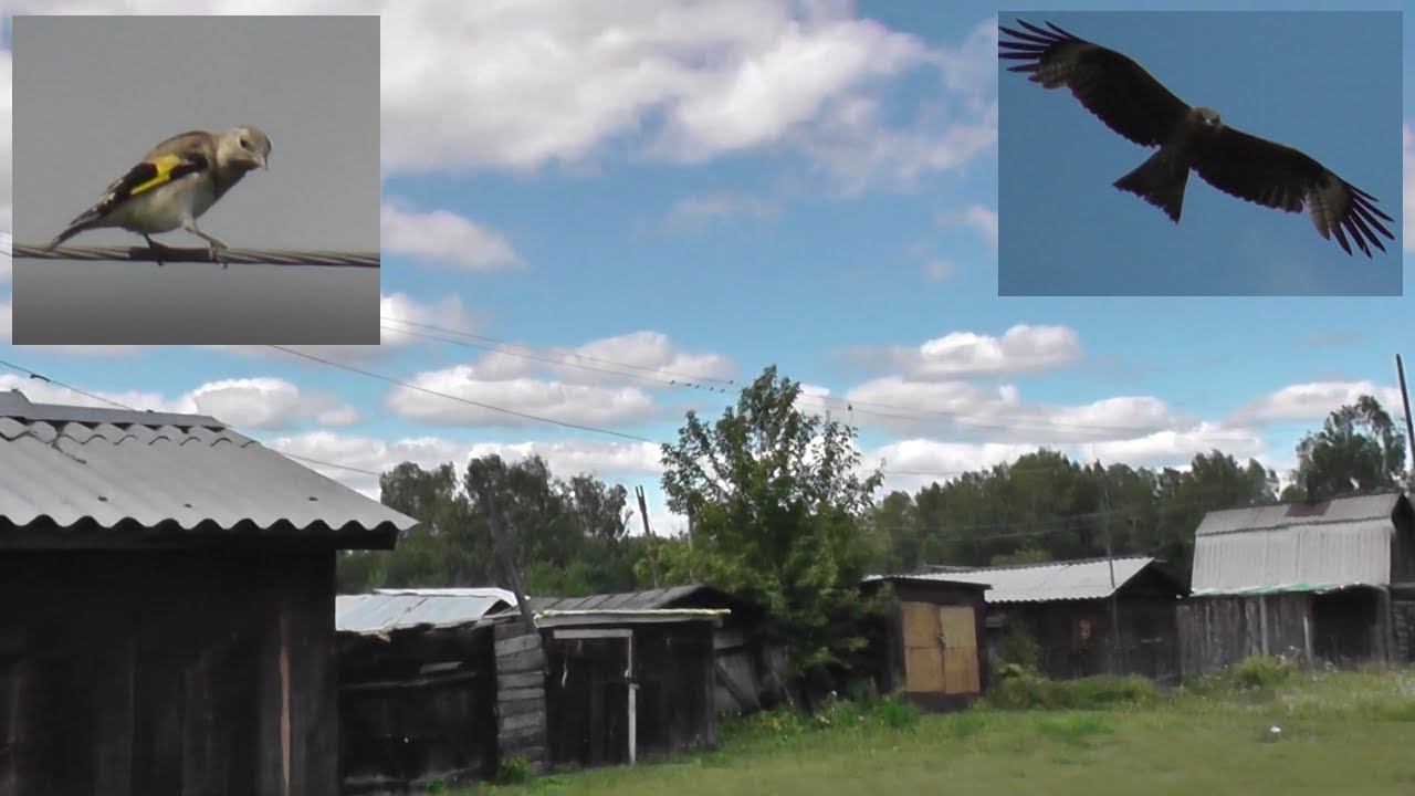 В деревне ласточки на проводах коршун в небе щеглы в траве. Птицы. Тогучинский район посёлок Шахта смотреть онлайн