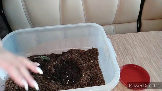 ПЕРЕВАЛКА В ГОРШОЧКИ , ГЛОКСИНИЙ ФИАЛОК смотреть онлайн