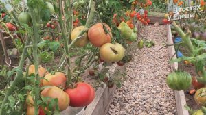 С ЧУВСТВОМ С ТОЛКОМ. СДЕЛАЛА, ЧТО ХОТЕЛА. ОБЗОР ТЕПЛИЦЫ ТОМАТОВ СЕРИИ ГНОМ