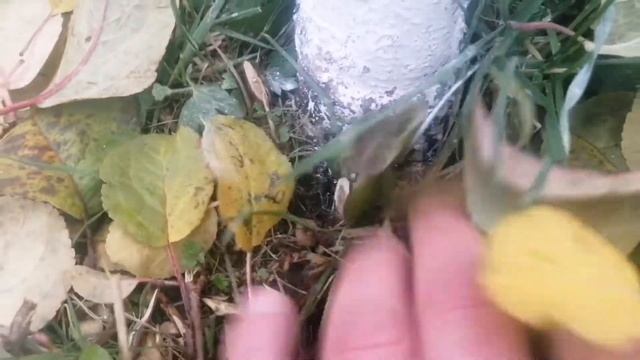 яблоня Лобо про кольчатки и плодушки как они выглядят не заглубляйте саженцы!!! смотреть онлайн