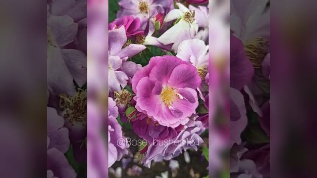 Рапсодия ин Блю. голубая рапсодия. Rhapsody in Blu @rose_bushes161 смотреть онлайн