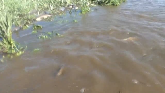 ЛУЖА 30 см КИШИТ РЫБОЙ!ТОННЫ РЫБЫ! Лезет на берег смотреть онлайн