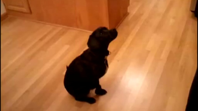 Чудеса дрессировки смотреть онлайн