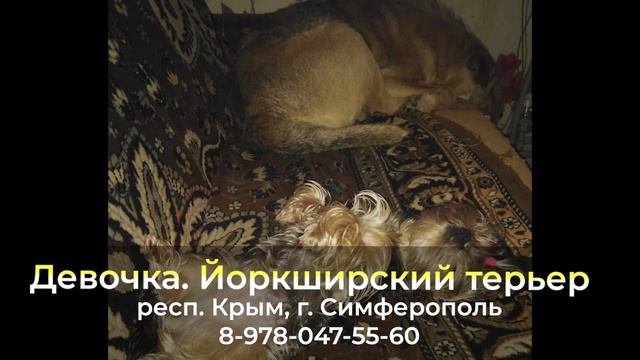 Пропала собака ! Девочка , респ. Крым , г. Симферополь смотреть онлайн