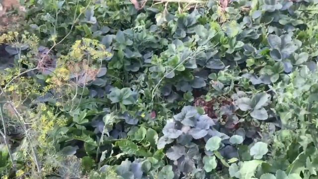 Страшный сон огородника смотреть онлайн