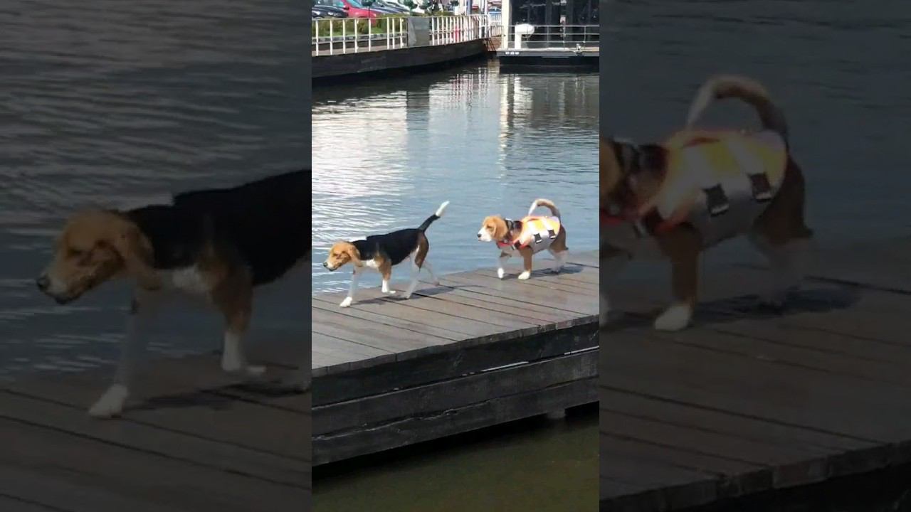 водомоторные собаки смотреть онлайн