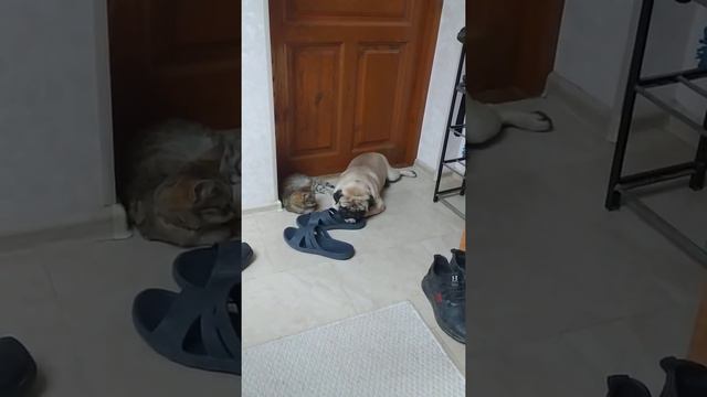Мопсу сниться сон смотреть онлайн