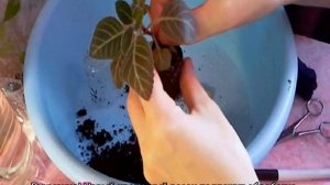 Как пересадить глоксинию — пошаговая инструкция в домашних условиях