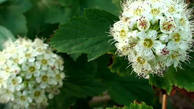 Цветение Спиреи (Таволги) в начале июня. смотреть онлайн