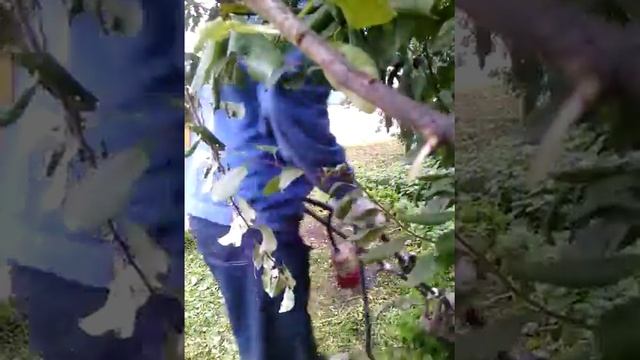 Электрокосилка -своими руками смотреть онлайн