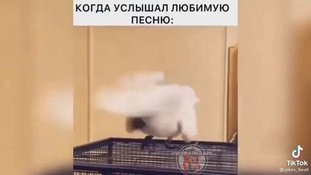 Когда Даша услышала любимую песню!!!! ?#dance #squidgame смотреть онлайн